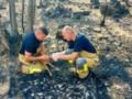 Украинские чрезвычайники спасли косулю от лесных пожаров во Франции