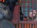 В киевском зоопарке рассказали о дружбе Хейден Панеттьери и гориллы Тони