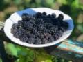 Природный поливитаминный комплекс: чем полезна ежевика