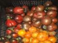 40 сортов томатов и сыворотка с йодом: секреты щедрого осеннего урожая