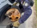 В Киеве патрульные спасли травмированную лису