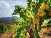 Господдержка виноградарей Крыма в этом году увеличится в 1,5 раза
