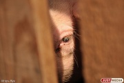 Россельхознадзор обвинил Евросоюз в сокрытии информации об эпидемии африканской чумы свиней