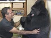 Умерла 46-летняя горилла Коко с человеческим IQ