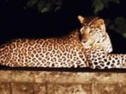В Индии поймали леопарда, убивавшего людей