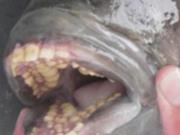 На пляже нашли мертвую рыбу с  человеческими  зубами