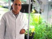 В Испании ученые создали первую  легальную  марихуану