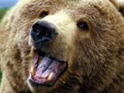 Канадец стал звездой сети после встречи с медведем