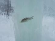 Вмерзшая рыба в стенах ледового городка смутила сеть