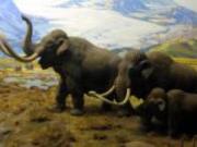 Ученым удалось извлечь ДНК из зубов российских мамонтов возрастом в 1,2 млн лет