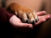 Джакарта запретит продажу и потребление мяса собак и кошек