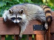 В США пьяный енот устроил погром в алкомаркете