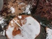 Суд рассмотрит дело экс-главы ГСЧС, который  расчистил  заказник на 7 млн