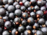 Эксперты назвали черную смородину главным вкусом 2026 года