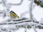 23 декабря в Украине прогнозируют снег, а на Рождество - до 12 градусов мороза