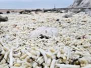 В Англии на побережье выбросило тонны картофеля фри и лука