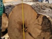 Вырубка ценных пород на 27 млн: буковинскому леснику объявили подозрение