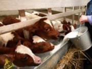 Фермеры РФ потеряли 1,5 млрд рублей из-за массового уничтожения скота