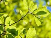 Погода в Украине 20 марта - ночью может быть до 2 градусов мороза