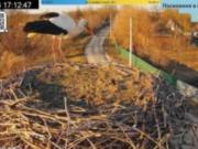 В гнездо Грыцыка и Одарки на Полтавщине прилетел первый аист сезона