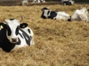 Россия скрывает вспышки опасных заболеваний животных - разведка