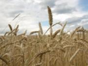 Украина использовала только половину экспортного потенциала пшеницы