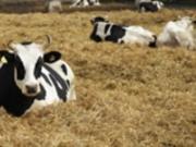 В Украине заявили о риске распространения ящура из России