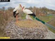 Аистовая  санта-барбара  - как в Леляках Грицько и Одарка отвоевывали свое гнездо