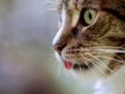 Стало известно, зачем котам усы