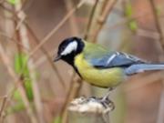 Праздники 15 апреля 2026 года: факты, традиции, приметы