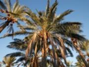 Учёные научились превращать отходы пальм в биотопливо