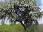 В Запорожье зацвела груша, под которой ночевал Тарас Шевченко