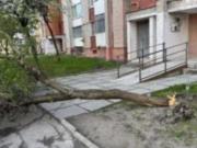 В Ивано-Франковске и Луцке ветер сносит деревья, а во Львове - выпал снег
