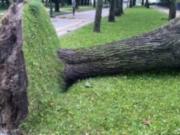 Штормовое предупреждение: почему деревья в городах Украины падают все чаще