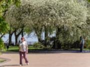 В Чернигове вновь зацвела 10-метровая вишня-антипка, которой около 120 лет