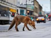 Ученый объяснил, почему лисы подходят к людям и берут еду из рук