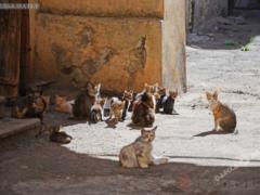 Одесситам предлагают поддержать петицию о признании котов частью экосистемы города