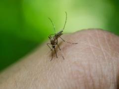 Ученые обнаружили  полезных комаров 