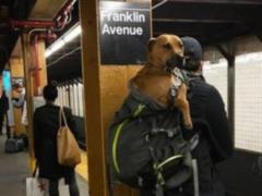 В метро запретили провозить собак: пассажиры изловчились обойти табу