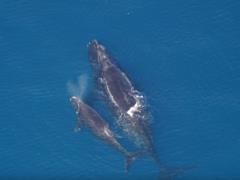 В водах Британии массово гибнут редкие киты