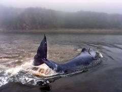 В Хабаровском крае спасли кита, застрявшего в устье реки