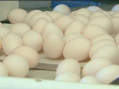 В Израиле проданы десятки тысяч яиц, зараженных сальмонеллой