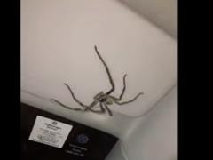 гигантский паук в машине австралийки
