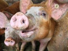 Вирус чумы свиней побывал во всех областях Украины