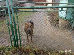 К ивано-франковской  сортирной  собаке вызывают спасателей дважды в неделю