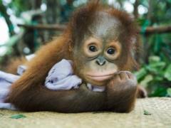 Ученые назвали причину чудовищного вымирания орангутанов на острове Борнео