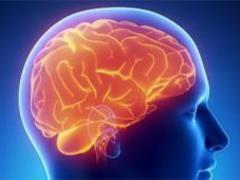 Рассекречены самые важные витамины для работы мозга