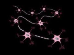 Актуальные представления о возможностях нейрогенеза