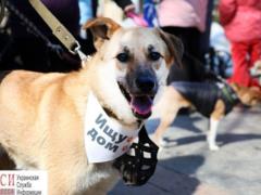 В Одессе прошел марш собак