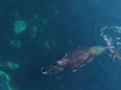 Ученые: гренландские киты поют джаз в темноте
